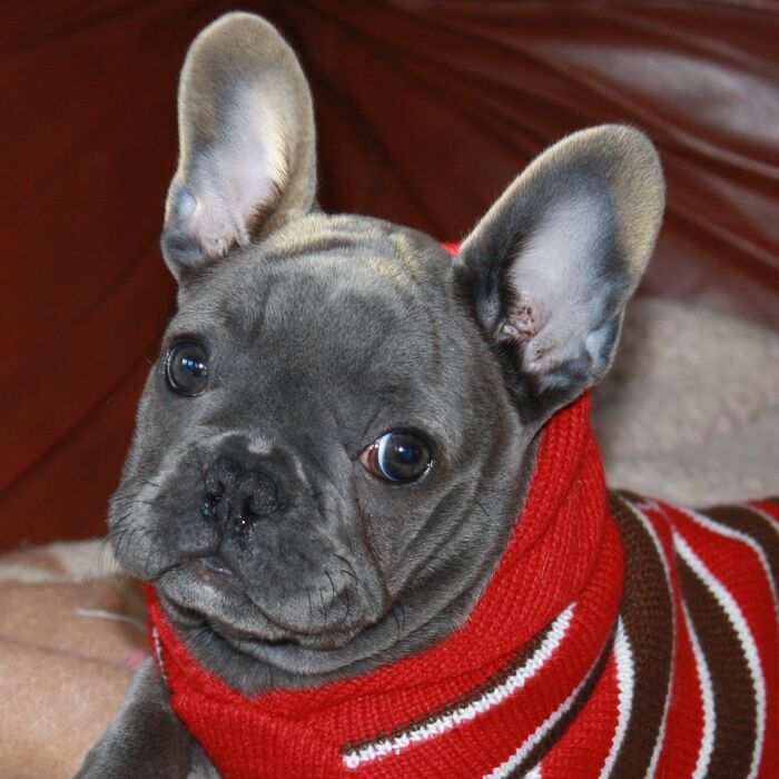  Profile Photos of Happy Dog Inn 3219 Russell Rd - Photo 4 of 5