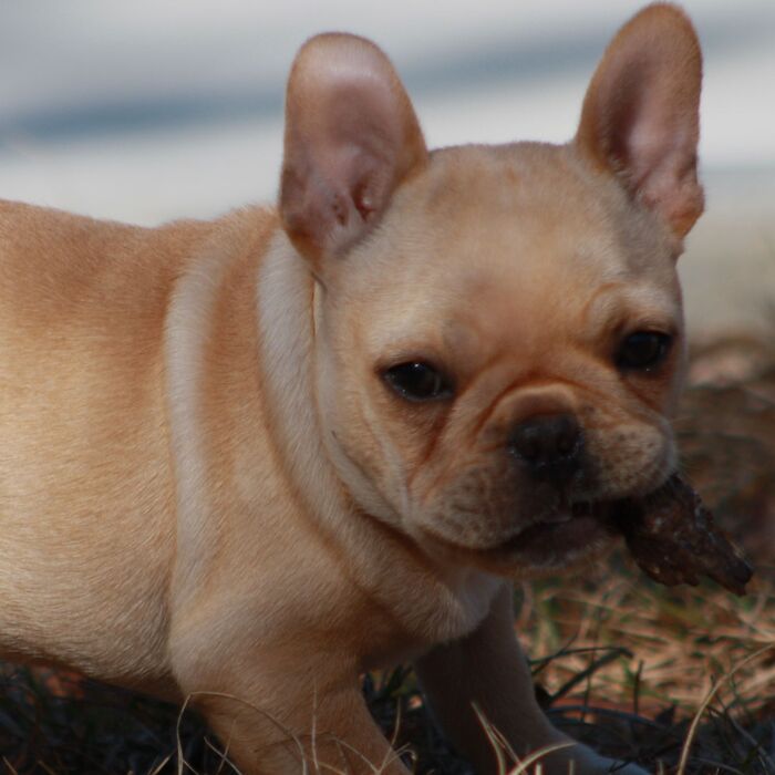  Profile Photos of Happy Dog Inn 3219 Russell Rd - Photo 1 of 5