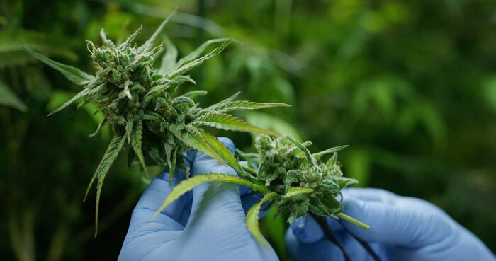  New Album of MEDICAL CANNABIS AUSTRALIA 43/22 Buchanan St, Balmain NSW 2041, Australia - Photo 2 of 4