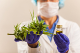  MEDICAL CANNABIS AUSTRALIA 43/22 Buchanan St, Balmain NSW 2041, Australia 