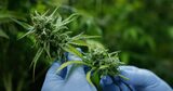  MEDICAL CANNABIS AUSTRALIA 43/22 Buchanan St, Balmain NSW 2041, Australia 
