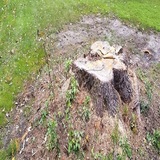 Milwaukee Stump Grinding & Removal, Milwaukee