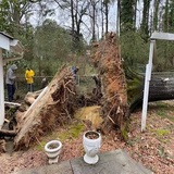 Milwaukee Stump Grinding & Removal, Milwaukee