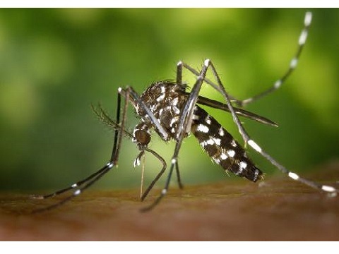  Profile Photos of Stokes Mosquito and Outdoor Pest Service 1602 Central Avenue Suite 5 - Photo 3 of 3