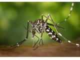 Stokes Mosquito and Outdoor Pest Service, Augusta