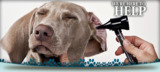  Emergency Veterinary Hospital 103 Q Street 