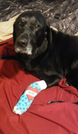  Emergency Veterinary Hospital 103 Q Street 