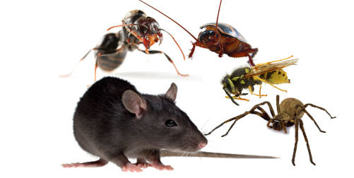  New Album of Pest Control Berwick 1 - Photo 1 of 2