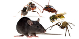 Pest Control Berwick, Berwick