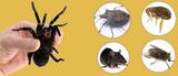 Pest Control Berwick, Berwick