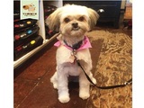 Timmie Doggie Outfitters, Toronto