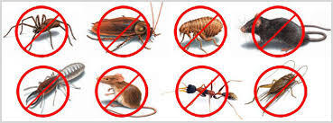  New Album of Pest Control Williams Landing 1 - Photo 2 of 2