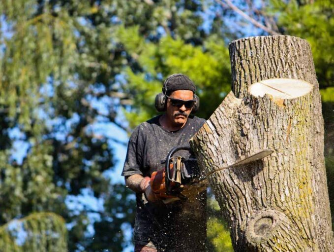  New Album of Tree Service Harrisburg 84 LakePoint drive - Photo 3 of 6