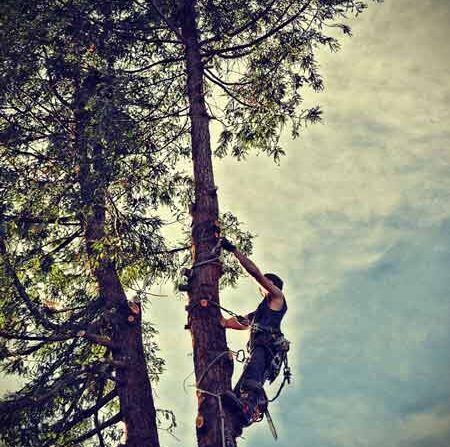  New Album of Tree Service Harrisburg 84 LakePoint drive - Photo 5 of 6