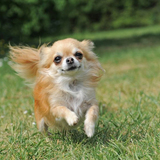  Charleston Pet Resort 1839 Belgrade Ave 