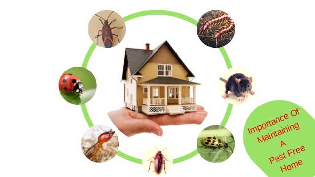  New Album of Pest Control Cheltenham 1 - Photo 1 of 2