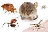 Pest Control Burwood, Burwood