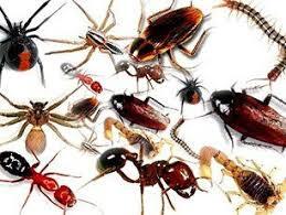  New Album of Pest Control Lilydale 1 - Photo 1 of 2