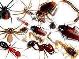 Pest Control Lilydale, Lilydale