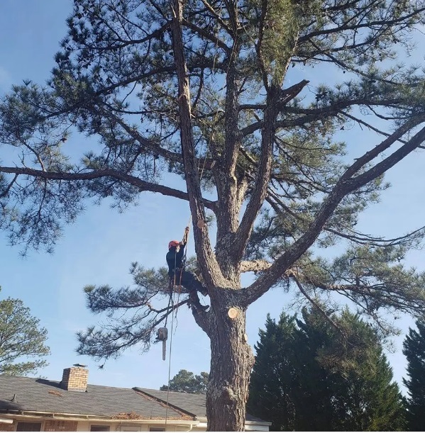  Profile Photos of Vilchis Tree Service 2821 Hopkins Rd - Photo 1 of 1