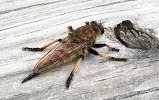 McNeely Pest Control Charlotte, Charlotte