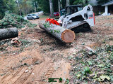 Sergeant Tree Service, Atlanta