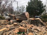 Sergeant Tree Service, Atlanta