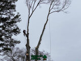 Sergeant Tree Service, Atlanta