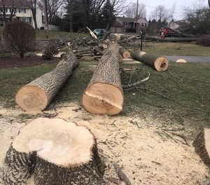  Profile Photos of Brown Dog Tree Service Pawtucket 78 Barton St, - Photo 2 of 4