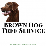 Brown Dog Tree Service Pawtucket 78 Barton St, 