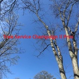 Tree Service Champaign Il Pros, Champaign