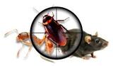 Pest Control Broadford, Broadford