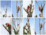 Tree Services Houston, Houston Tree services, Tree Houston, Emergency Services, Recurring Maintenance, Tree Removal, Stump Removal, Tree Pruning Lone Star Tree Services 11938 Shady Meadow St 