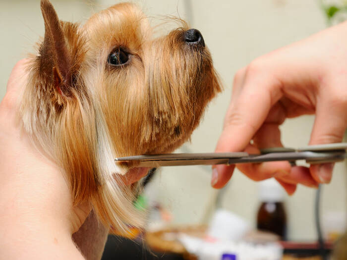  Profile Photos of St. Charles Mobile Pet Groomers 1762 Discovery Dr. - Photo 1 of 1