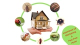 Pest Control Mount Waverley, Mount Waverley