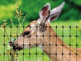 Deer Fence USA, Parkesburg