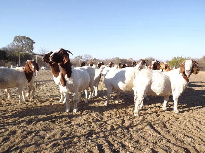  Profile Photos of Fargo Livestock Farms 198 Transvaal Road, Ashburnham - Photo 2 of 6