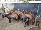 Fargo Livestock Farms, Kimberley