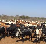 Fargo Livestock Farms, Kimberley