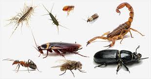  Profile Photos of Pest Control Guildford 1 - Photo 1 of 2