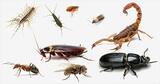 Pest Control Guildford, Guildford