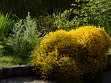  Lawn care oklahoma 6050 S Harvey Ave #122 Oklahoma City, Ok 73139 