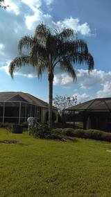 STL Pro Tree Services, St. Louis