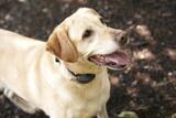 DogWatch by Arkansas Pet Safety Systems, Royal City