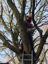 Nottingham Tree Surgery And Arborist Services, Nottingham