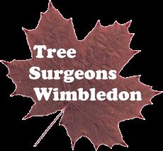  Profile Photos of Tree Surgeons Wimbledon 36 Timsbury Walk - Photo 1 of 1