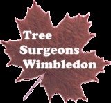 Tree Surgeons Wimbledon, London