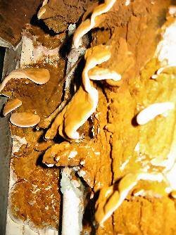  Profile Photos of Timberwise (UK) Ltd Suite 2022, 6 â?? 8 Revenge Road, Lordswood - Photo 5 of 6