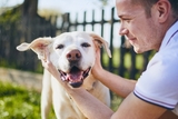 Worcester Pet Dog Services, West Boylston