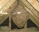C & T Rodent Exclusion & Pest Control, Oakley